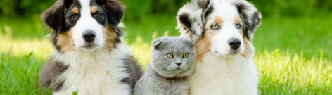 Chien de catégorie 3 : ce qu’il faut savoir