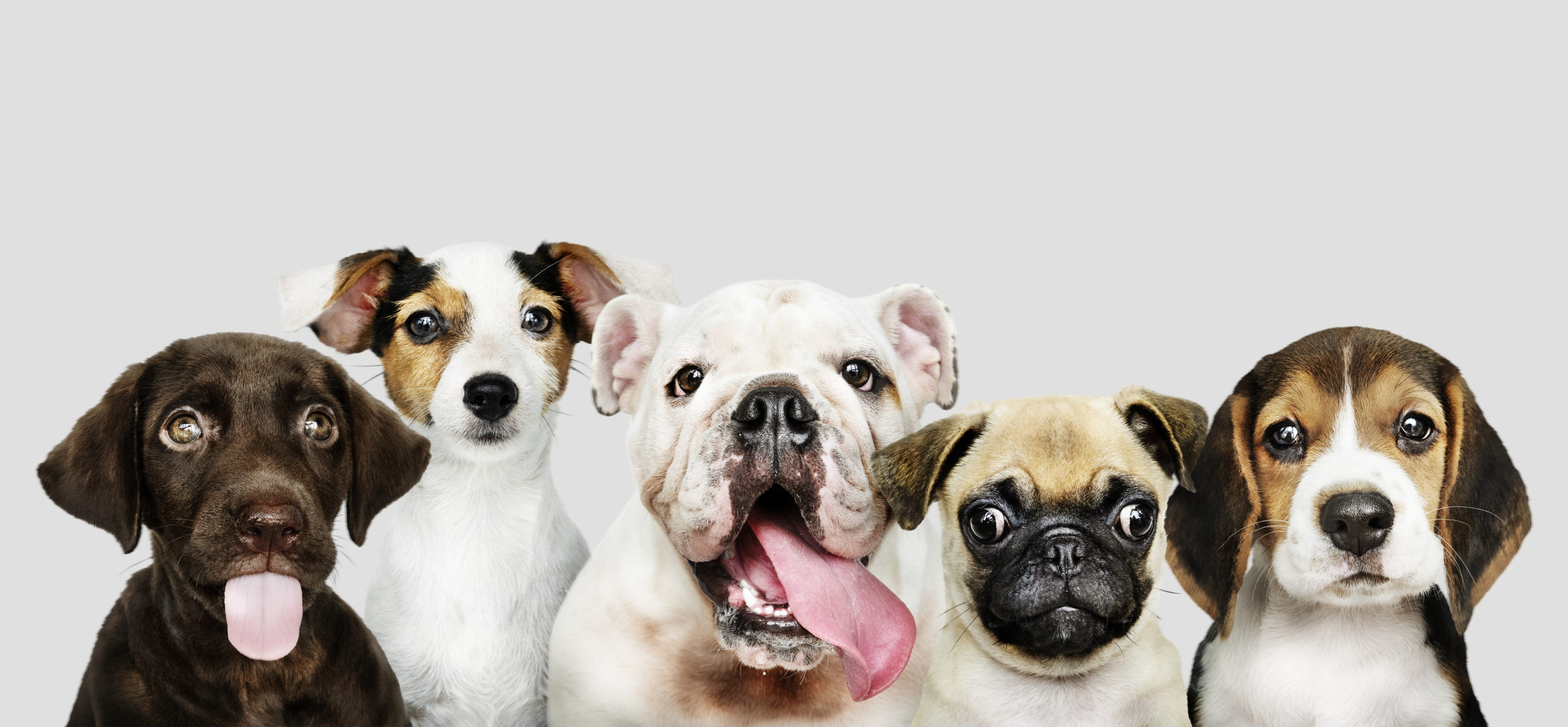 Les grands principes de l’assurance santé des animaux de compagnie