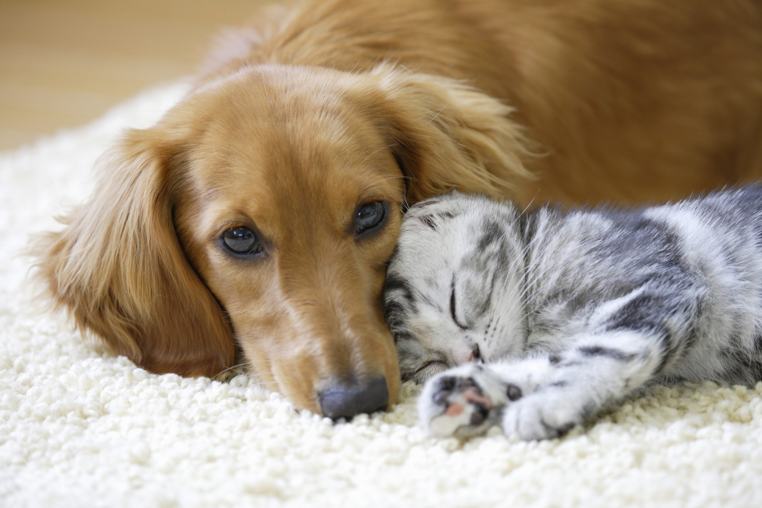 Partir en vacances avec son animal : pour que tout se passe bien