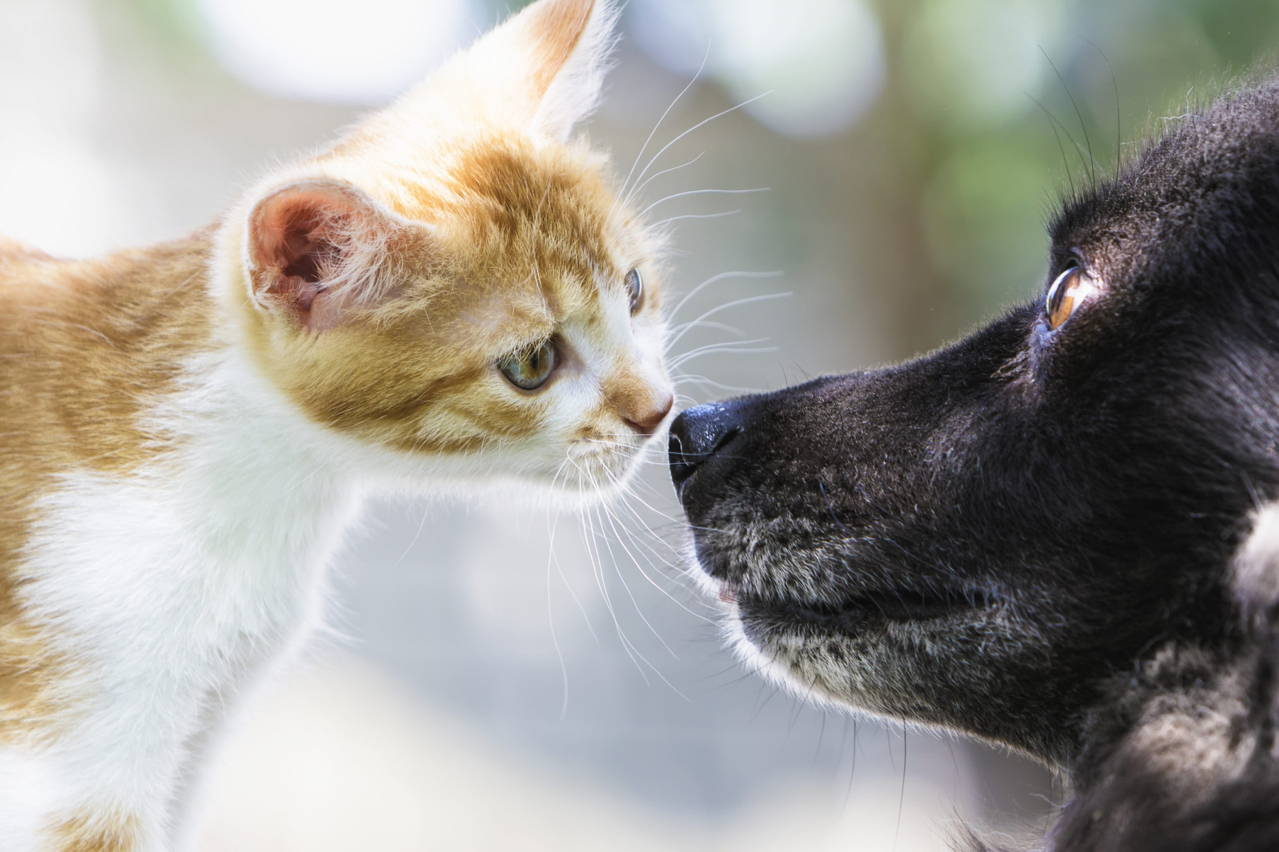 Assurance chien chat : faut-il identifier son animal de compagnie ?