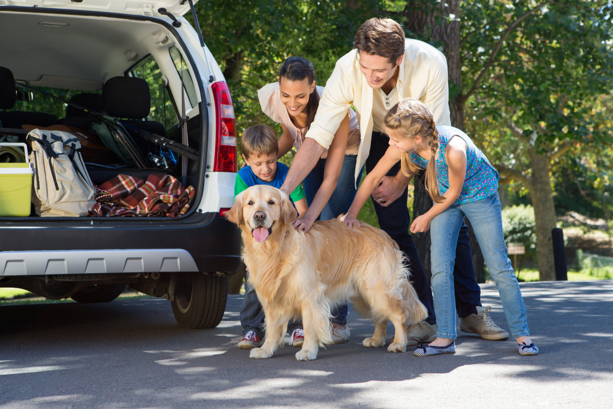Voyage avec son chien ou son chat : nos conseils pour les vacances