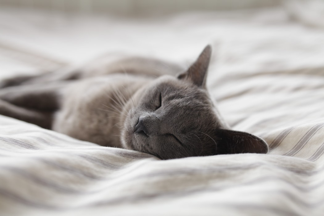 L’arthrose du chat : comment la prévenir et comment la détecter ?