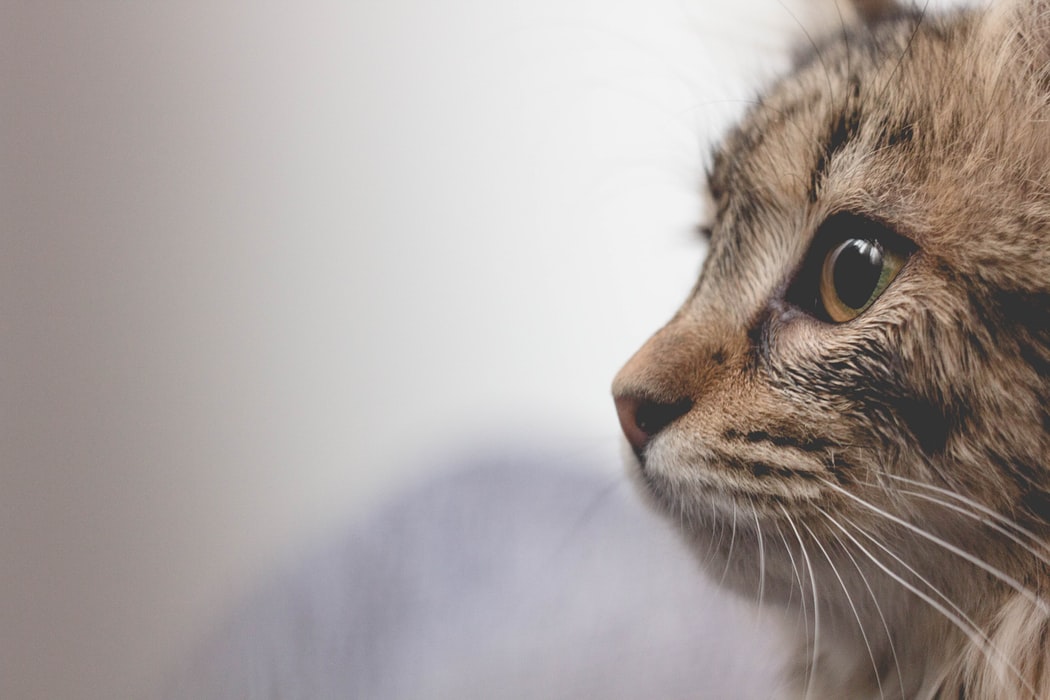 Quelques conseils pour garder son chat en pleine santé