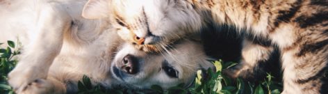 Les pièces justificatives pour la mutuelle chien/chat