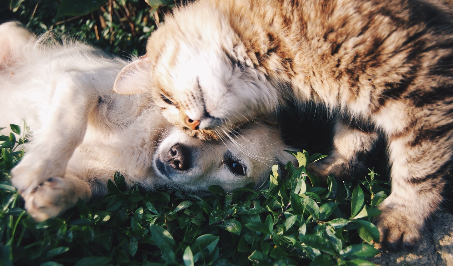 Les pièces justificatives pour la mutuelle chien/chat