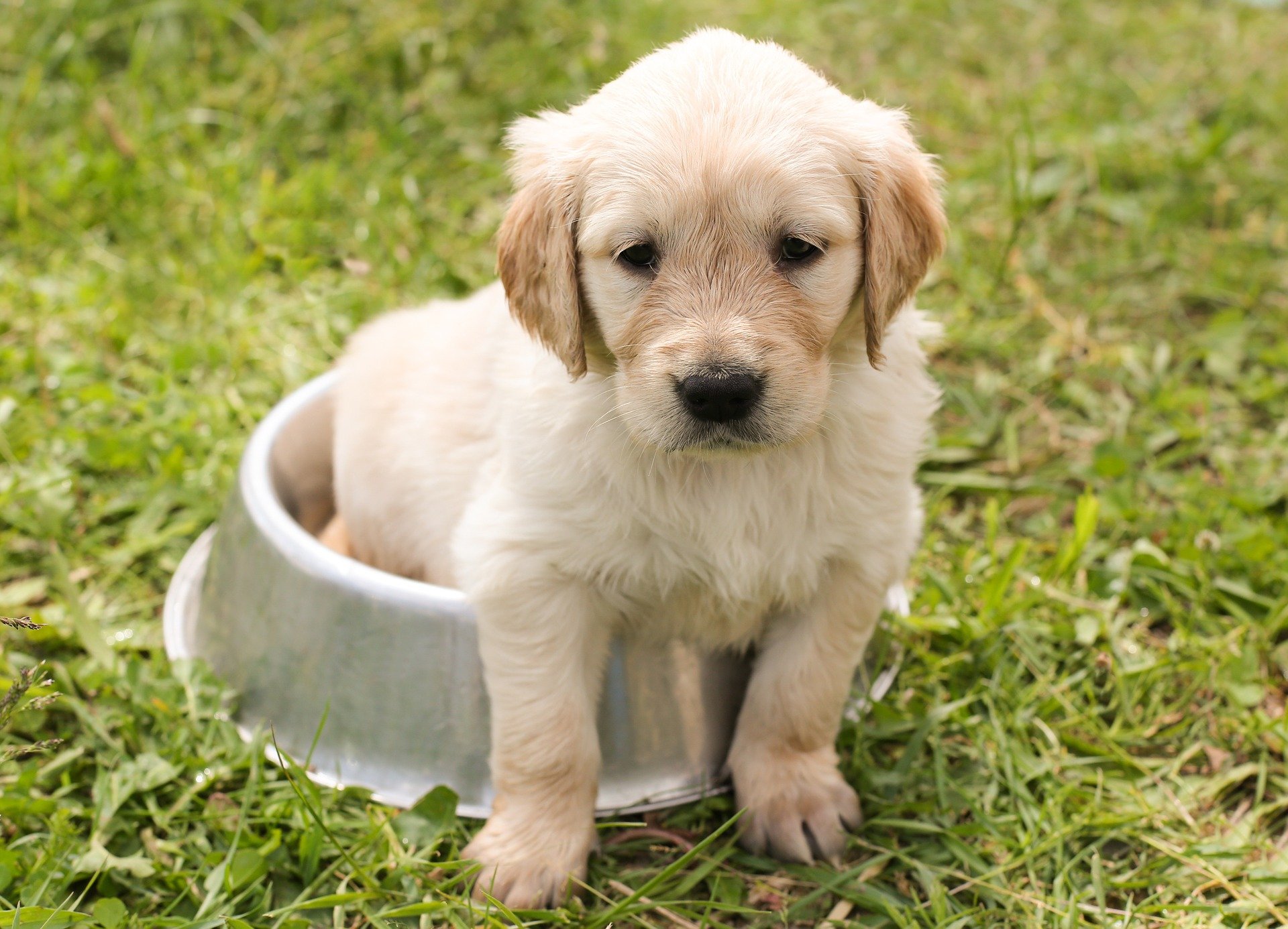 Comment nourrir un chiot ?