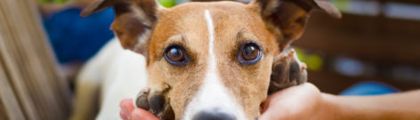 Pourquoi assurer son chien ?