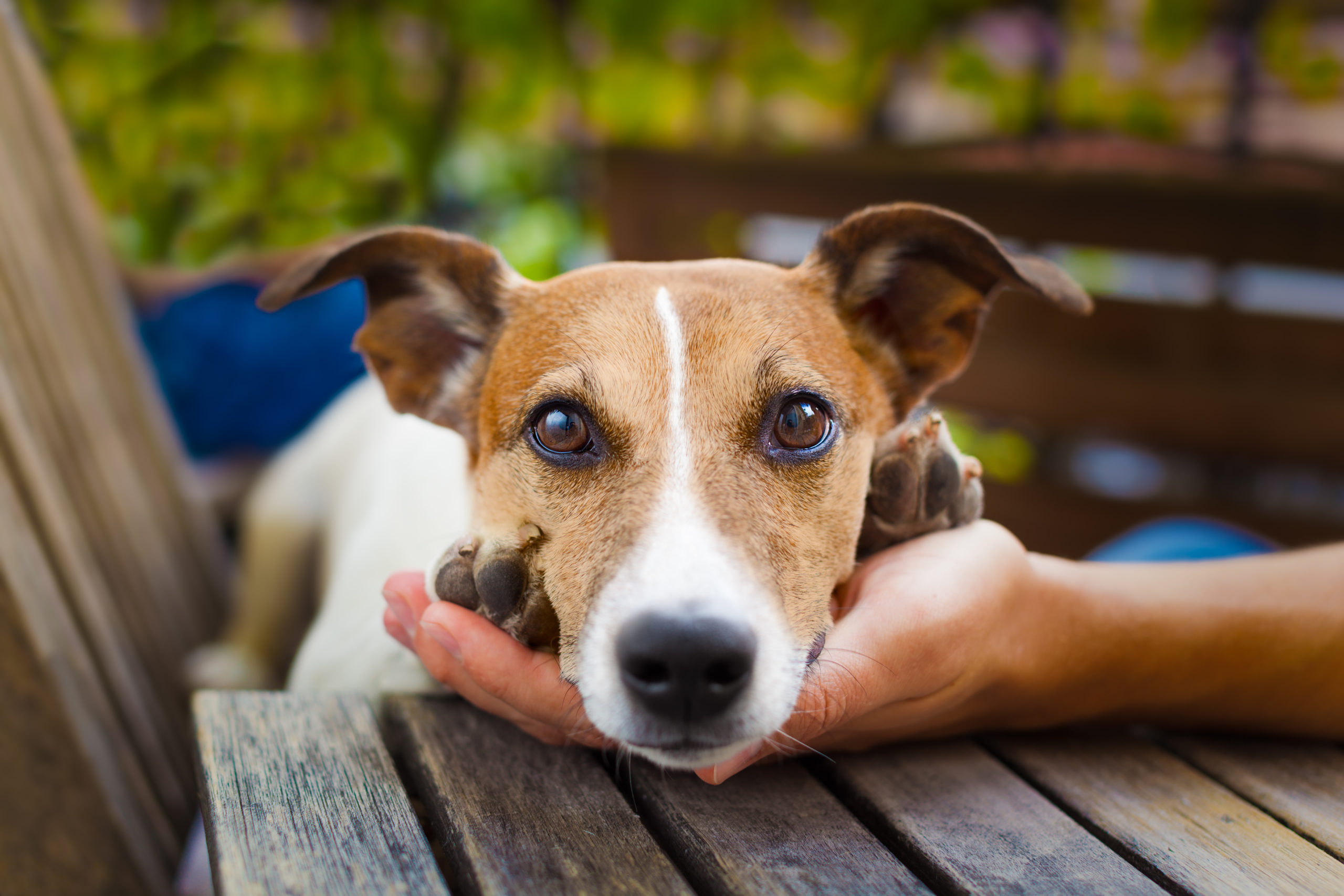 Pourquoi assurer son chien ?