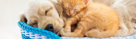 Comment fonctionne une assurance santé chien ou chat ?